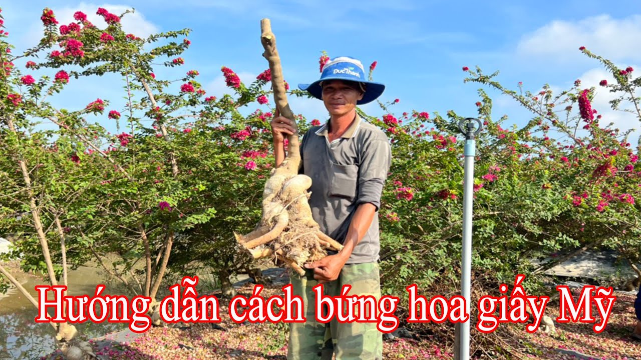 Hướng dẫn cách bứng hoa giấy Mỹ