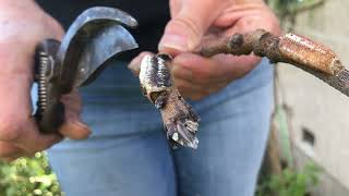 How to Prune a Pistachio Tree