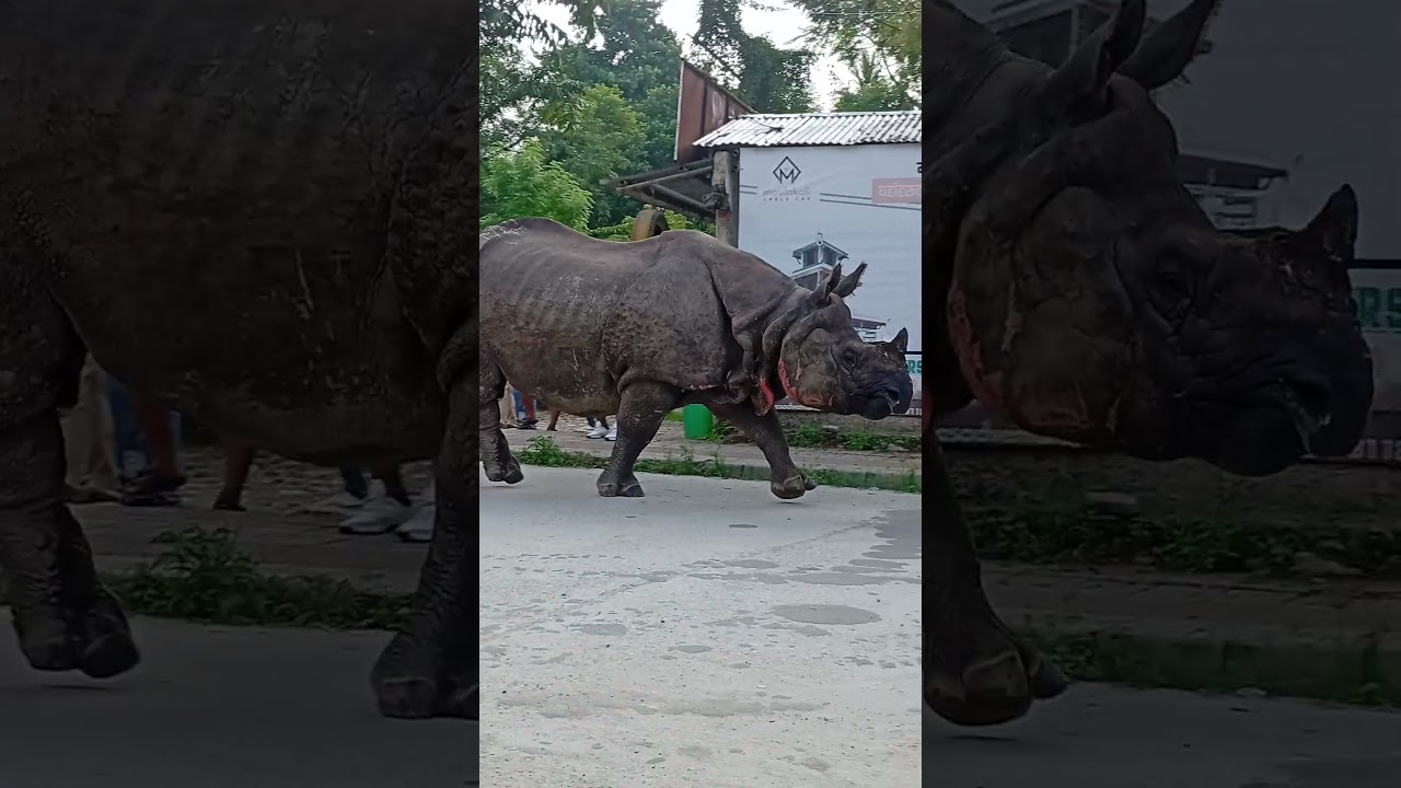 rhino walking with elephants @ chitwan sauraha
