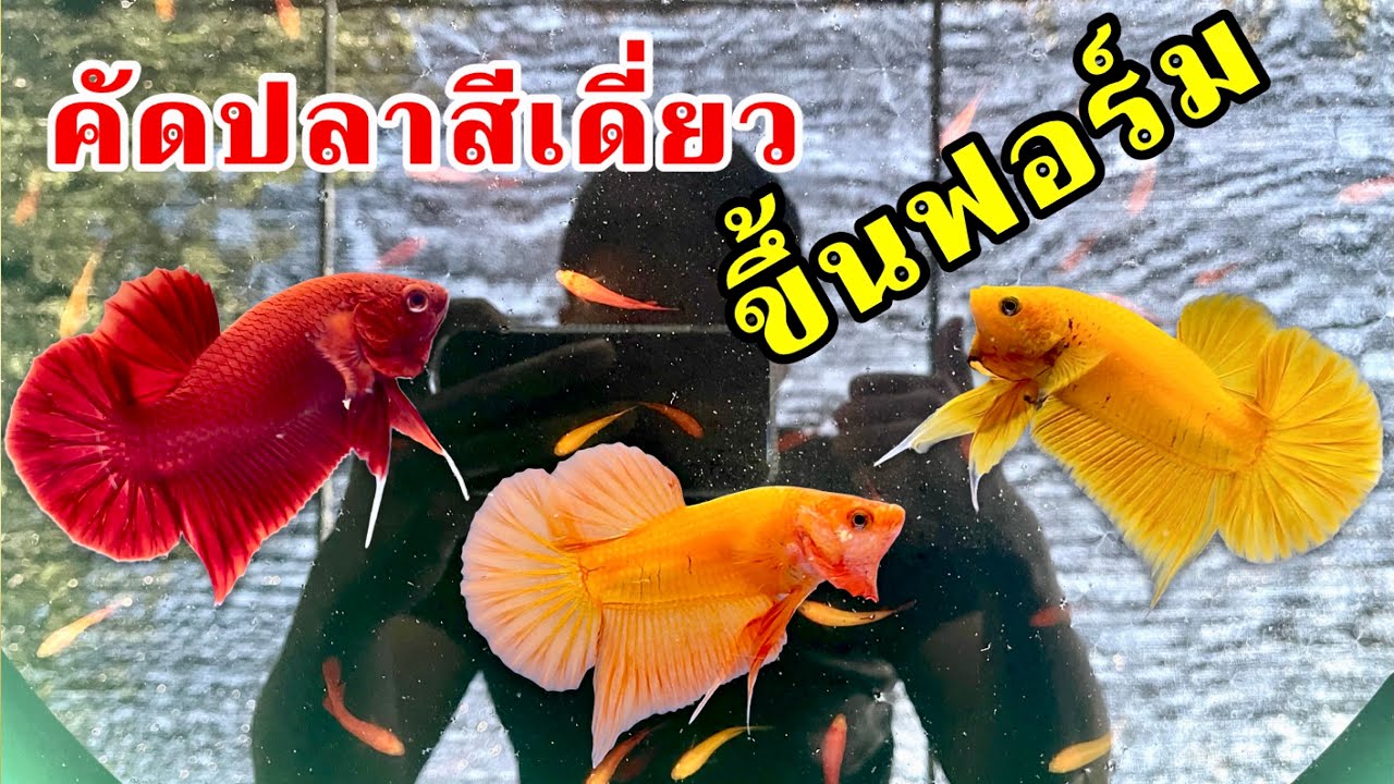 คัดปลาสีเดี่ยวขึ้นฟอร์ม #betta #ปลากัด #สีเดี่ยว #luckyplakad #solidcolor