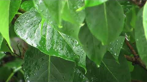 Regen bringt Segen  🌦🍀🌸🌿💦