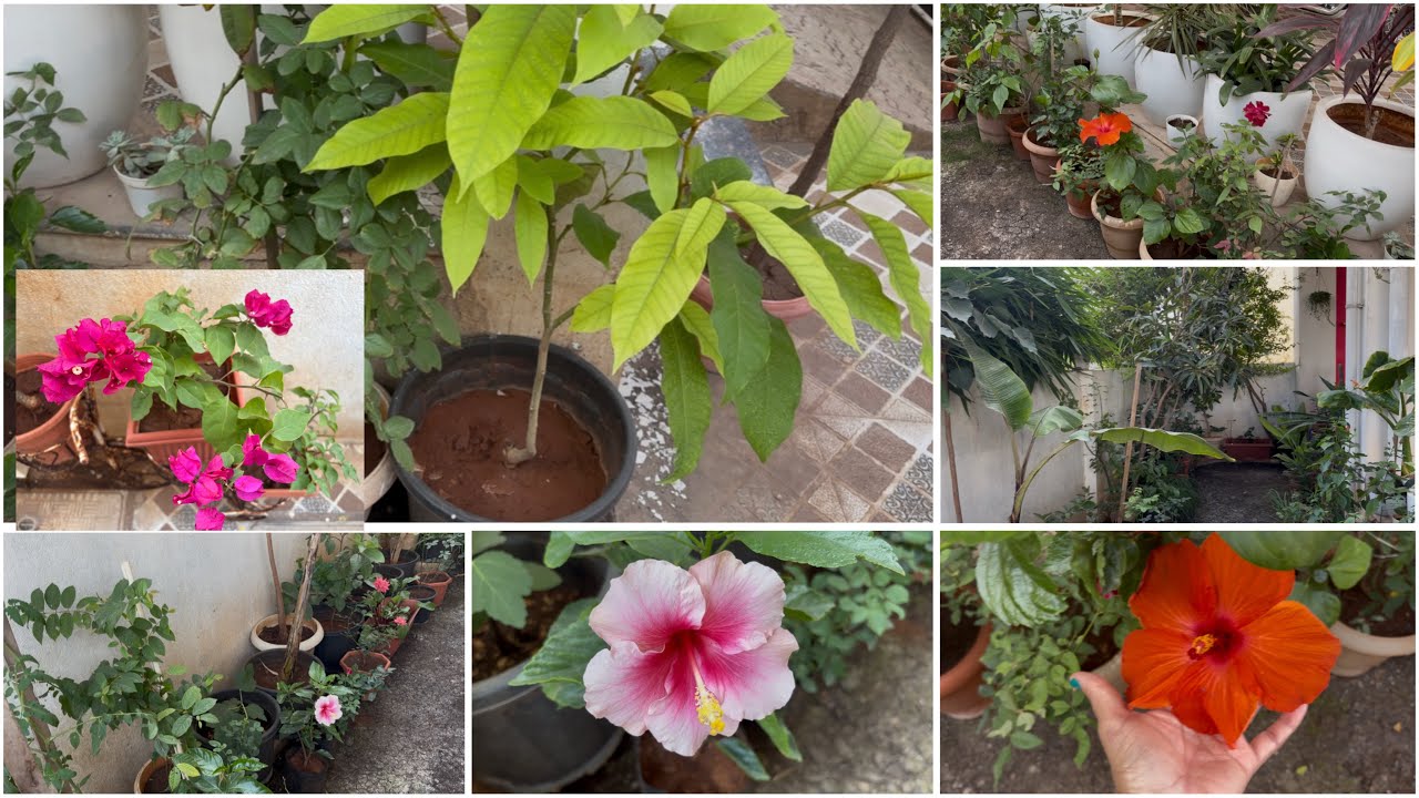 Garden Reset For Summer || Chicken Fry In Pressure Cooker || Breakfast || Meesho Shopping #garden 