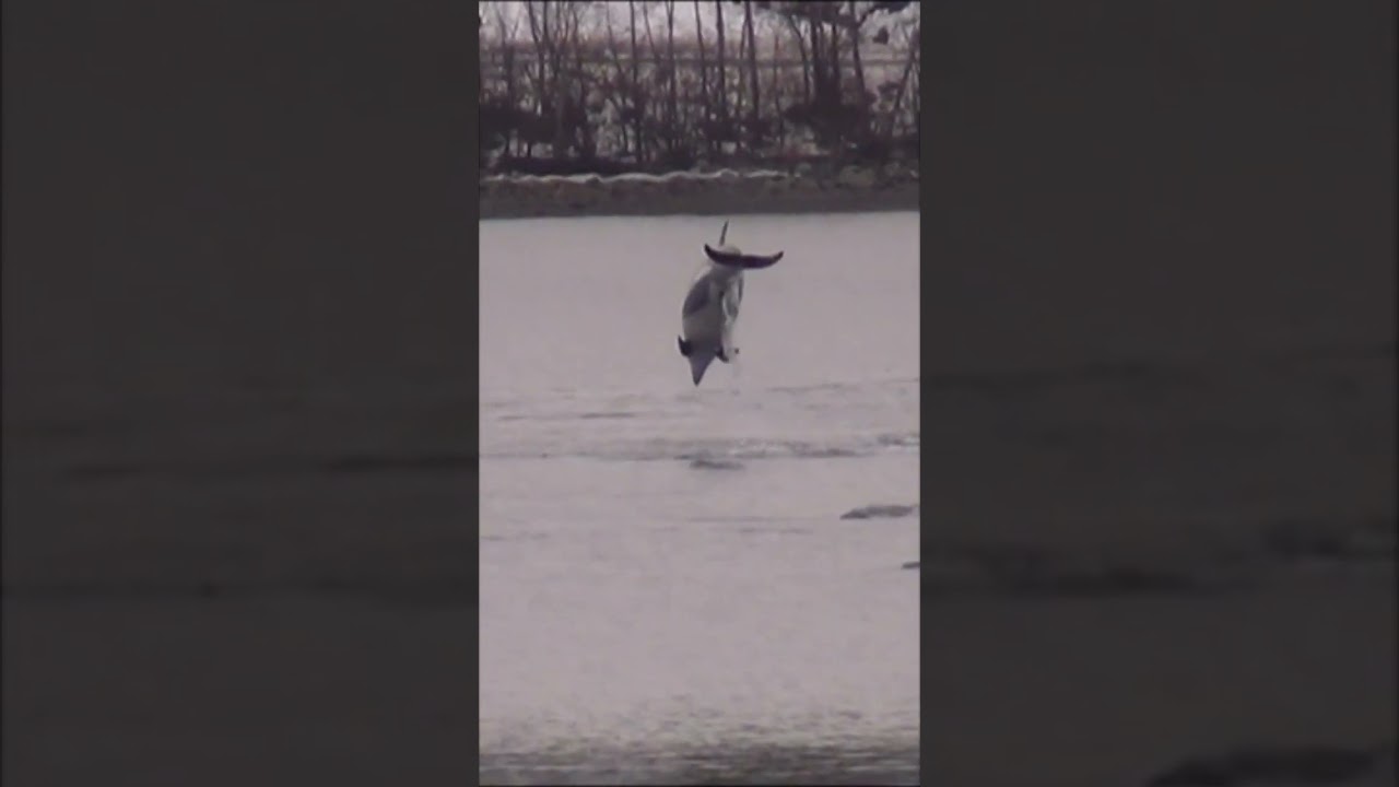 Newfoundland, Dolphins Playing and Feeding on Mackerel