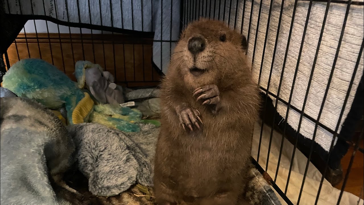 Rescue Beavers First Den As A Baby YouTube rescue-beavers-first-den-as-a-baby-youtube