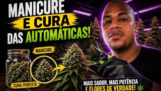 Semente AUTO EP 11: MANICURE DA SEMENTE AUTOMÁTICA - Promoção Mars Hydro 420