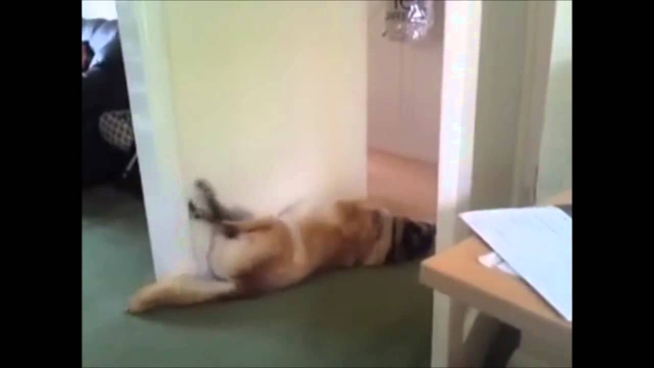 Спящие собаки sleeping dogs