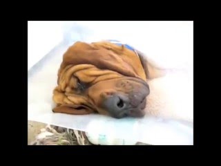 Спящие собаки sleeping dogs