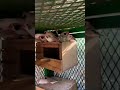 تربية طفرات طيور الزيبرا
