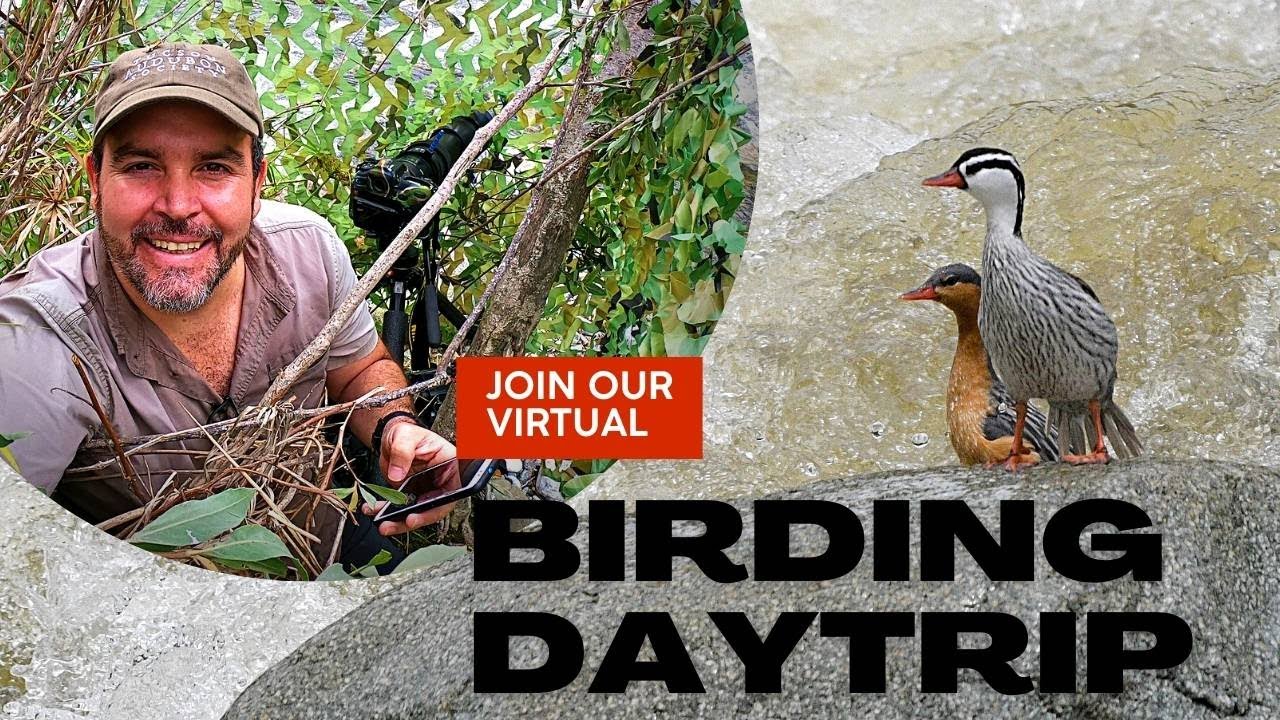 🦆🤩TORRENT DUCK: The INSIDE STORY of a BIRDING ADVENTURE