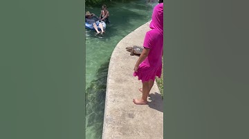 Soft shelled turtle laid eggs & returned to the springs. Funny animal video.