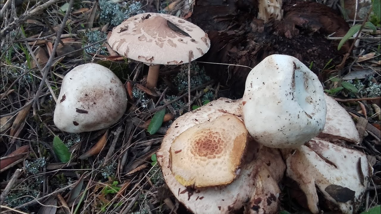 سلسلة حلقات البحث عن الفطر وجدت الفطر في غابات الجزائر الحلقة 7 🇩🇿👏