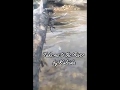 Descargar Take me to the River - Kaleida - Ravenous Tigress Descargar Take me to the River - Kaleida - Ravenous Tigress