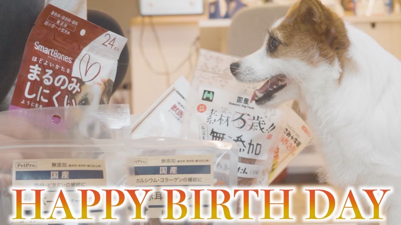 【5歳】完治した愛犬達と誕生日祝いをしました/ジャックラッセルテリア