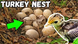 Detailed Factors for TURKEY NEST SUCCESS and POULT SURVIVAL - (Missouri Turkey Research) Profile