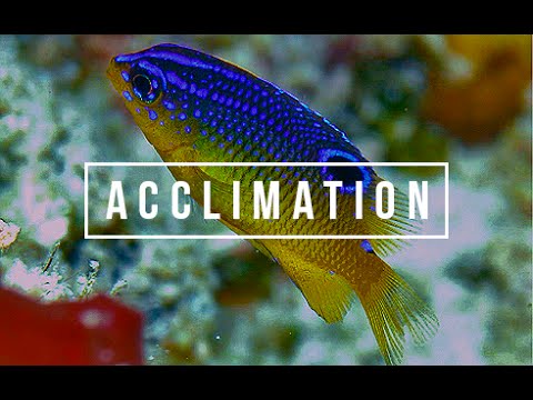 HOW TO ACCLIMATE SALTWATER FISH | Cocoa Damsel