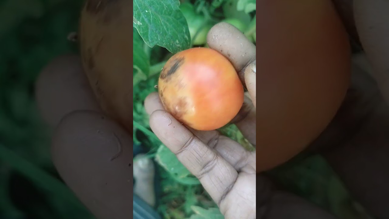 தக்காளி மற்றும் கத்தரிக்காய்  தோட்டம் (Tomato and Brinjal/Eggplant Garden)