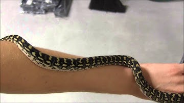 Small Diamond x Jungle Carpet Pythons