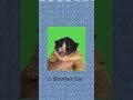 Best Cat Memes at all time Pt.2