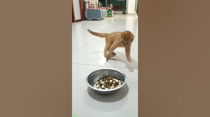 Watch the video about Cute Animals ❤️ funny cats moments ❤️ # Part 8848