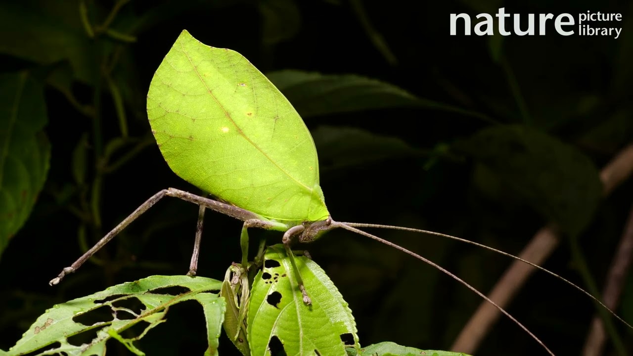 Leaf mimic katydid on a rainforest shrub, showing leaf camouflage, Ecuador