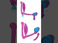 Kinesiology Basics