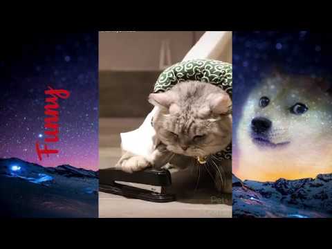 Funny Dogs and Cats - YouTube