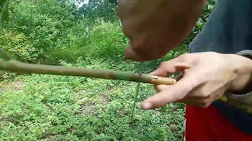Como fazer alporquia em pé de goiaba?