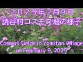 ２０２５年２月９日読谷村コスモス畑の様子Cosmos Fields in Yomitan Village on February 9, 2025