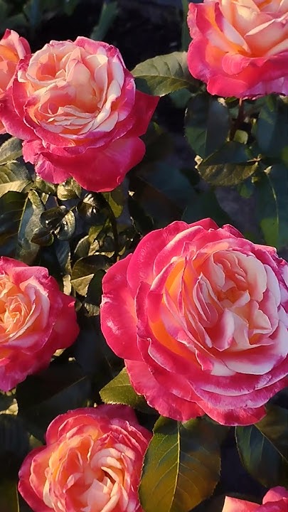 Роза "Восточный экспресс" 🌞 #розы #rose #цветы - YouTube