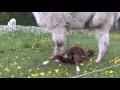 new born alpaca "Lina" at Solhaga Alpacka Sweden 31 May 2017