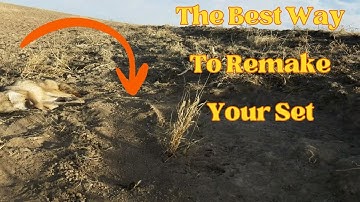 Coyote Trapping Scent Post Set #trapping #bobcat #coyote #dryland #coyotetrapping