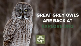 Great Grey Owl Live Cam Returns to explore.org!