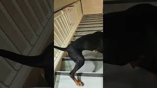 Dobermann 'Bane' Socialisation Training down stairs, main street area Wagga. Watch till end!
