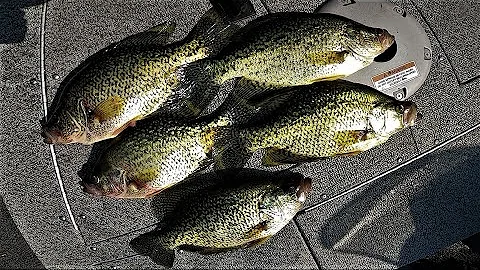 Can you keep fish at Castaic Lake?