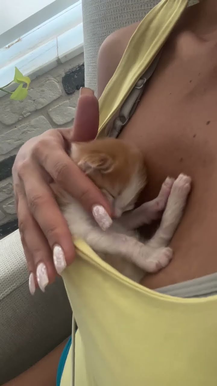 Bébé chaton très mignon ♥️ ♥️ ♥️ ♥️ ♥️