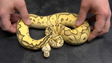 Last Video At My Place - See Every Remaining Available Ball Python and My "Holdbacks"