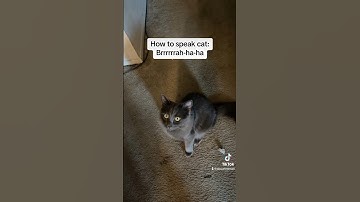 How to Speak Cat: Lesson 7