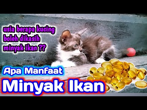 Video: Minyak Ikan Untuk Kucing Dengan Arthritis