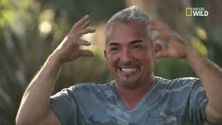 Best Throwback Clips - Cesar 911 Hilarious Scenes by Cesar Millan 14,315 views 13 days ago 3 minutes, 21 seconds