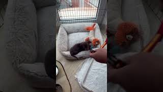 Dog Breeds: Watch This Dachshund's First Day Home!