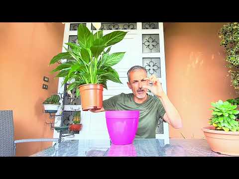 Video: Lo spathiphyllum ama l'umidità?