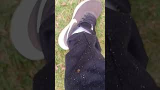 Manduri, Pensa Em Uma Abelha Brava