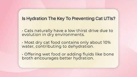 Is Hydration The Key To Preventing Cat UTIs? - Happy Cat Handbook