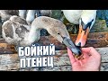 Самый шустрый птенец! #Shorts