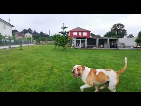 video phone beyonce mp3 Bulldog Américano España 🇪🇸