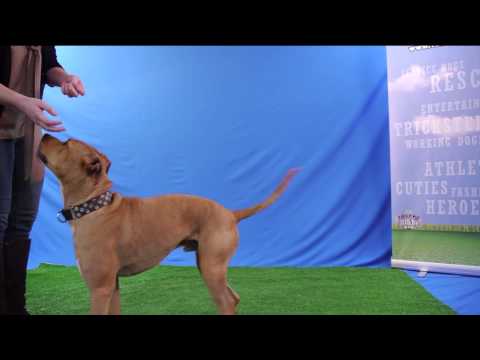 hugging,-sitting,-turning-and-jumping-for-treats---hemi-is-so-talented!