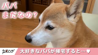 パパが大好きすぎる柴犬たち💕 パパが帰宅すると… 💕