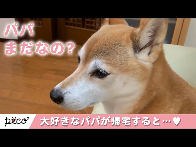 Shiba Inus who love their daddy too much. When daddy comes