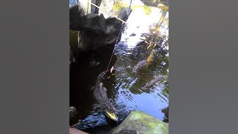 ntl-đi du lịch hồ núi cốc vs sở thú câu cá sấu