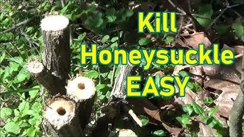 How to Kill Honeysuckle for Good - FAST AND EASY